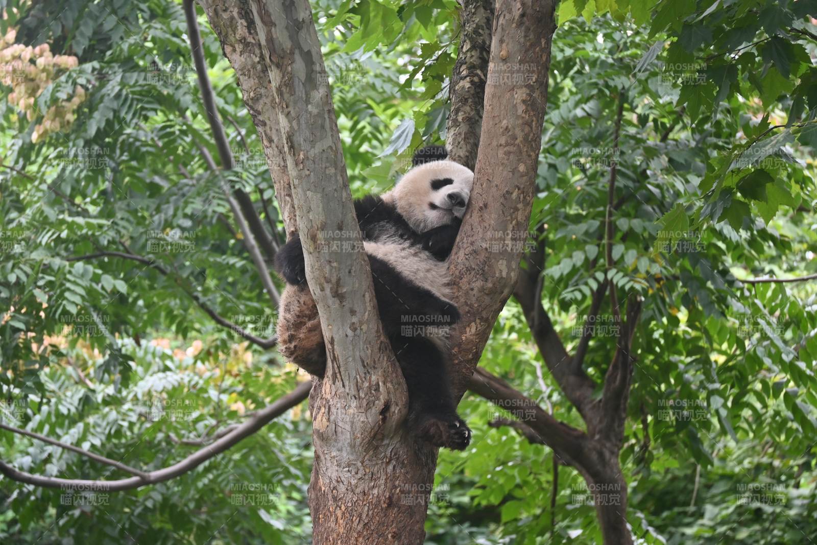 熊猫树上休憩图片