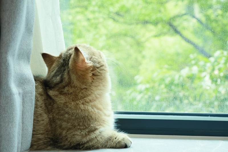 窗边猫咪望绿意图片
