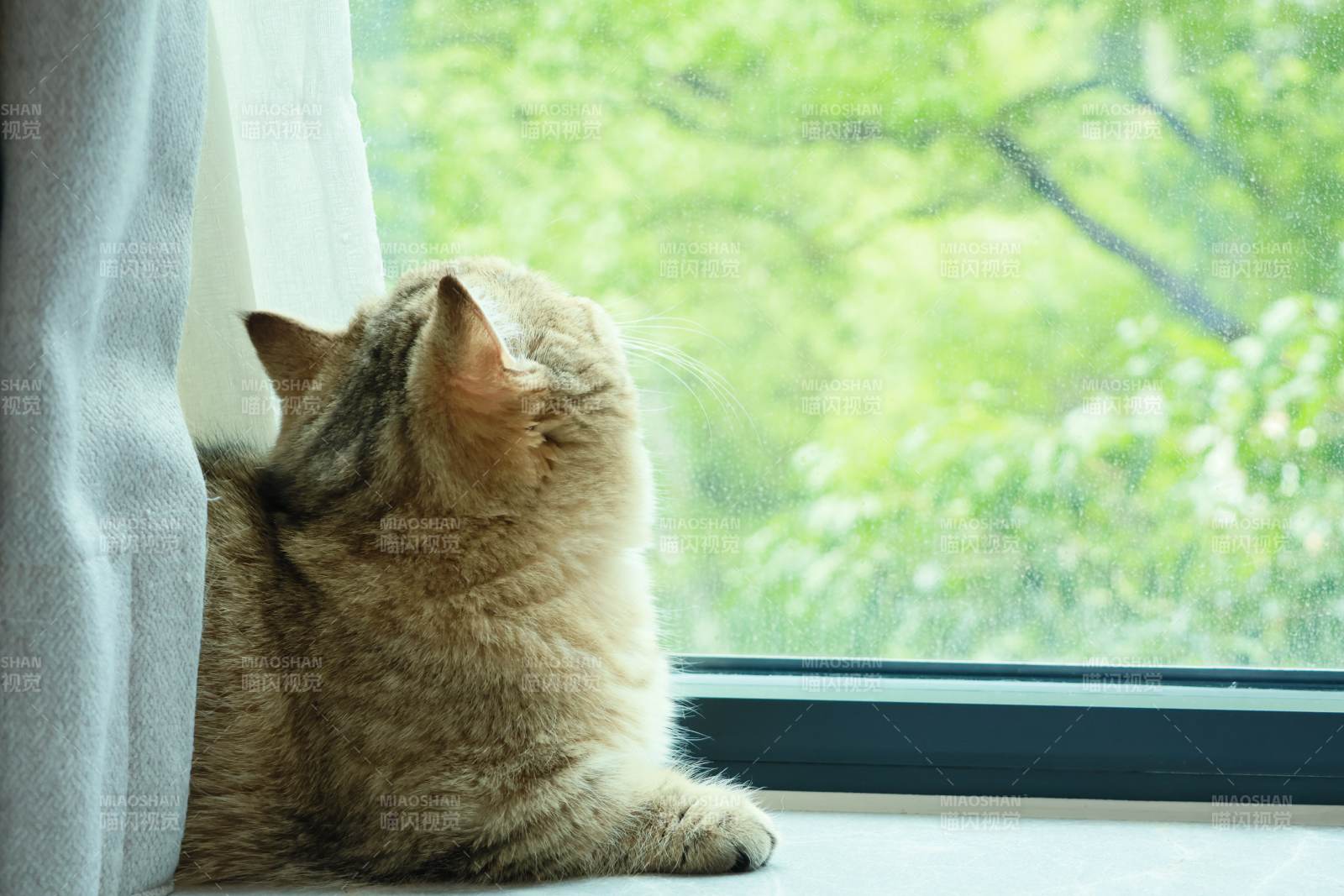 窗边猫咪望绿意图片