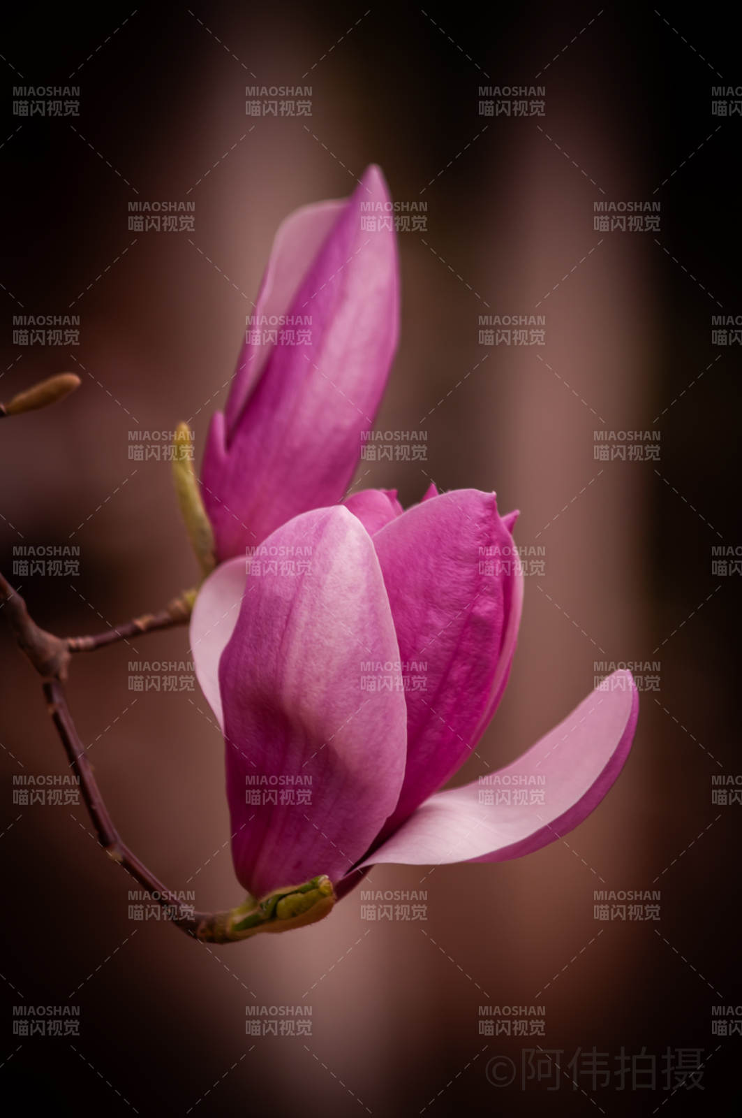 紫玉兰绽放图片