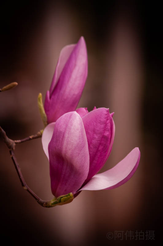 紫玉兰绽放图片