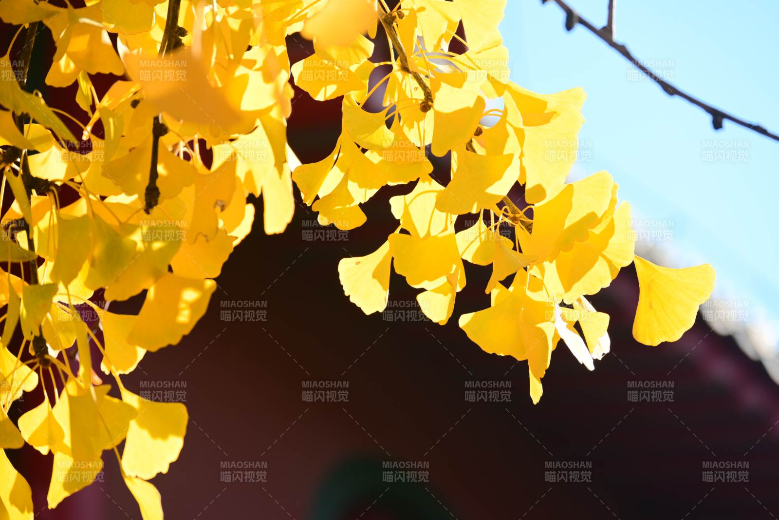 金秋银杏叶图片