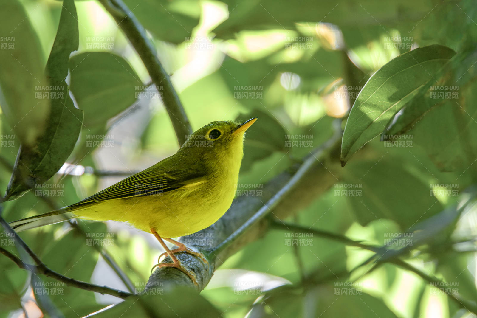 黄莺栖枝叶间图片
