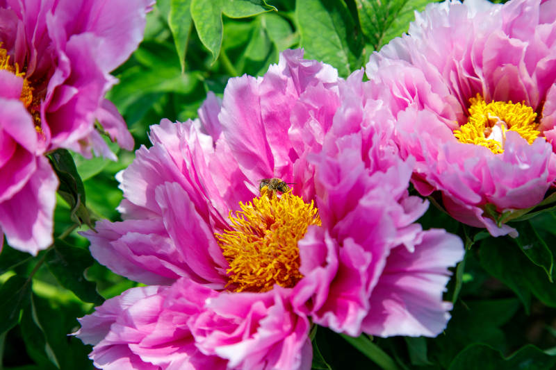 粉红牡丹盛开图片