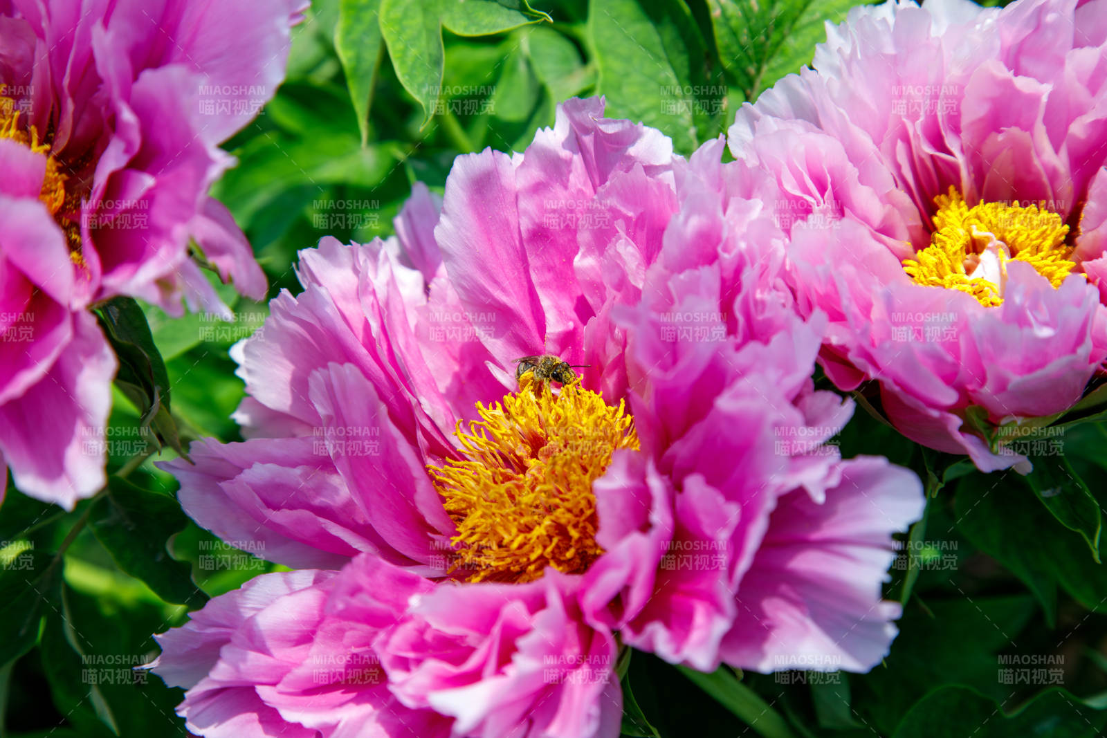 粉红牡丹盛开图片