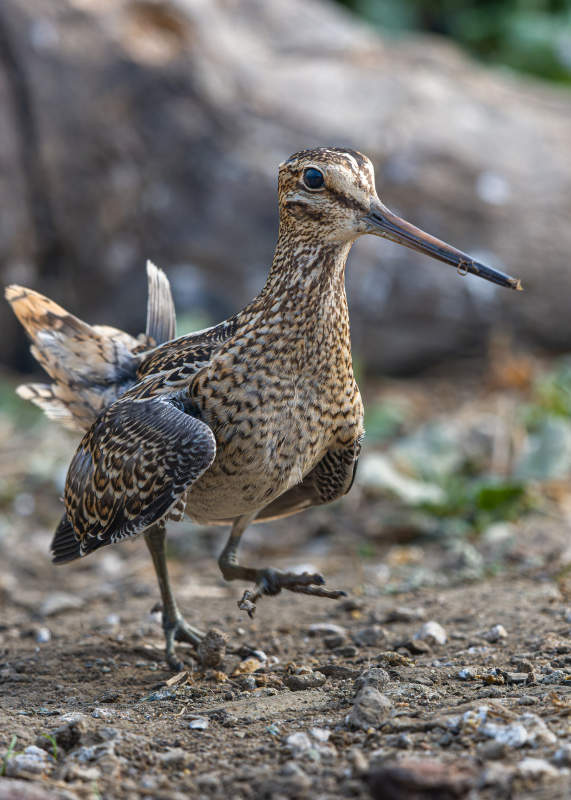 沙锥鸟在林间行走图片