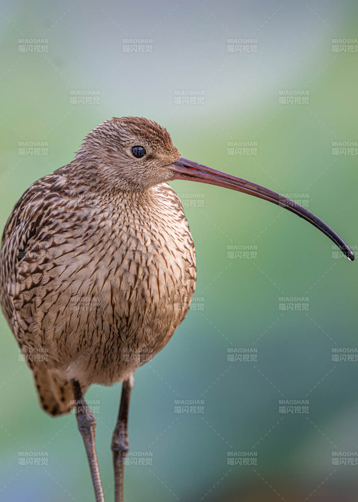 长嘴鹬鸟特写图片