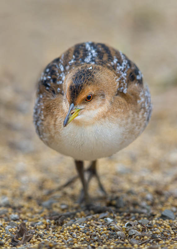 小水鸟静立凝视  小田鸡，吉林市图片