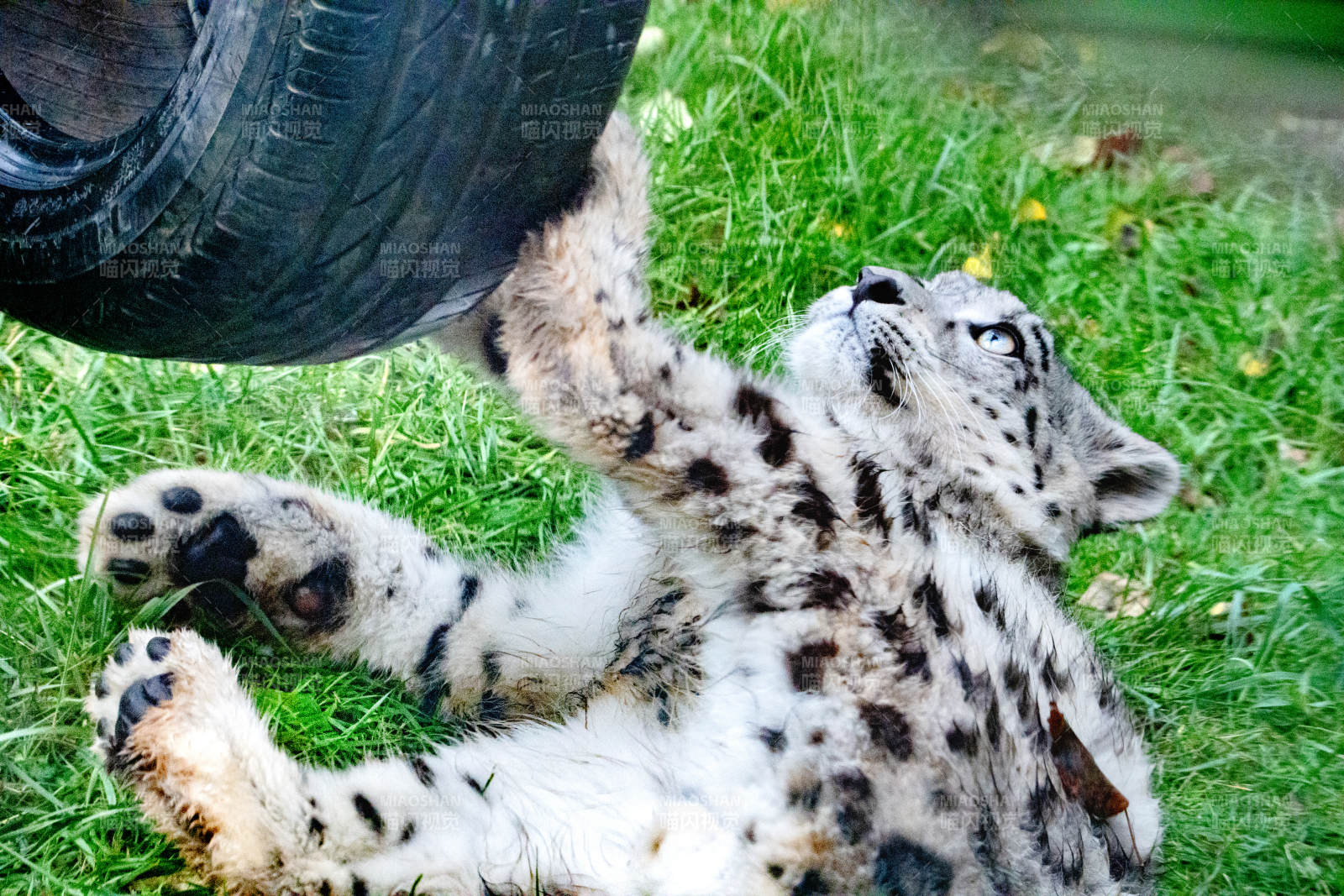 雪豹嬉戏轮胎图片
