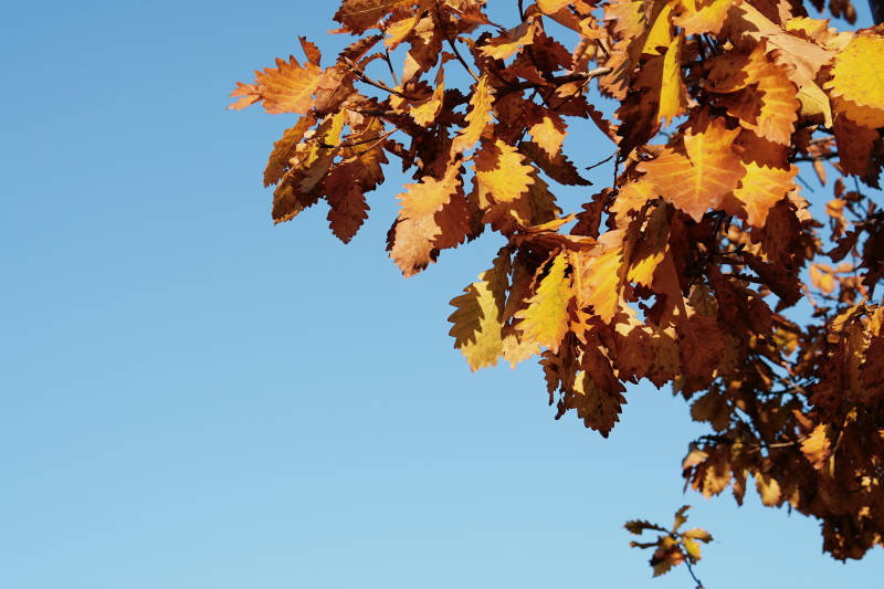 秋叶映蓝天图片