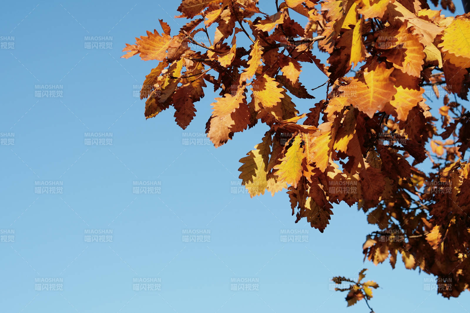 秋叶映蓝天图片