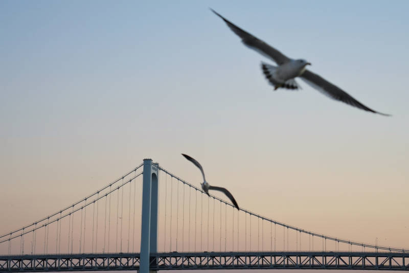 海鸥飞越大桥图片