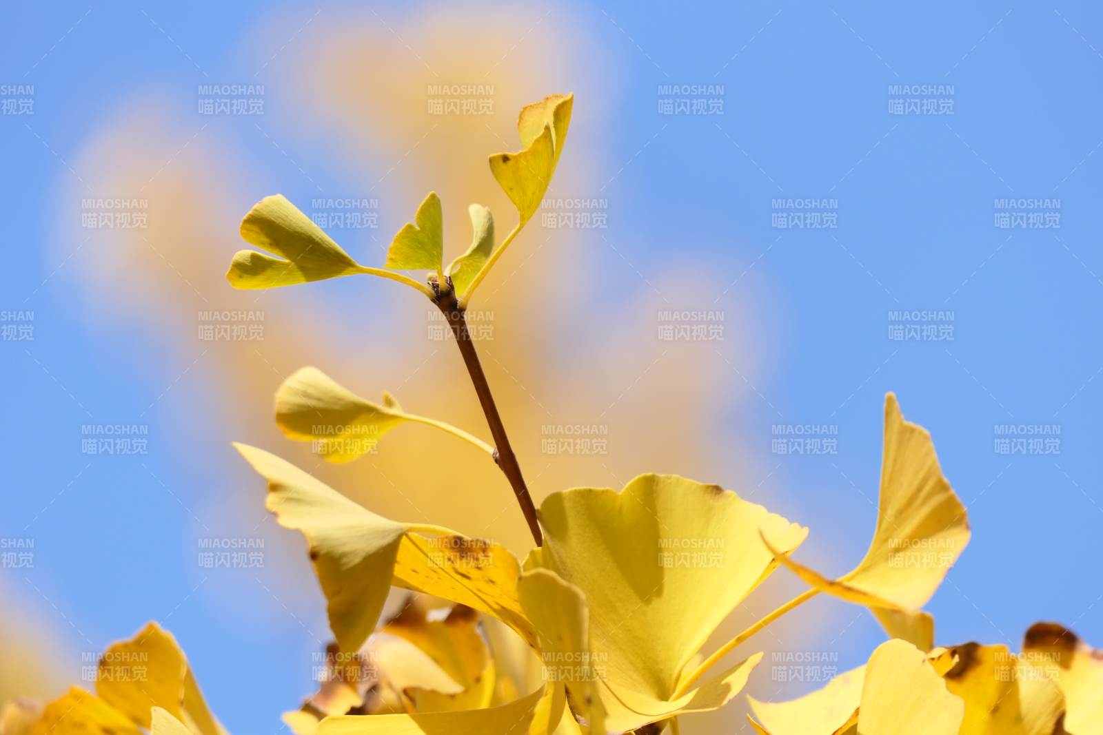 秋叶黄 天蓝图片