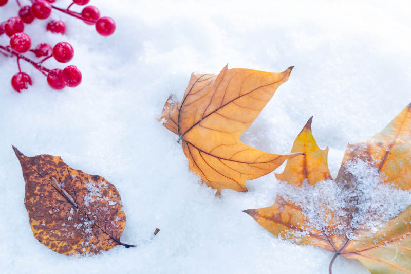 秋叶雪中静美图片