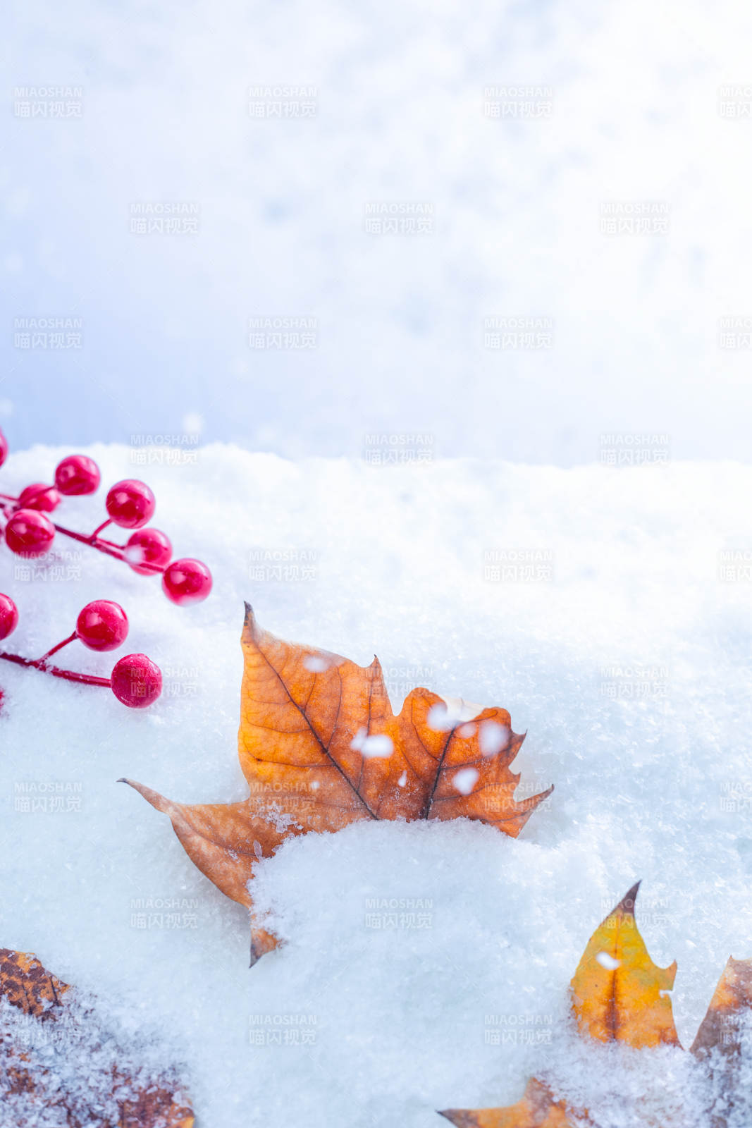 雪中红果黄叶图片