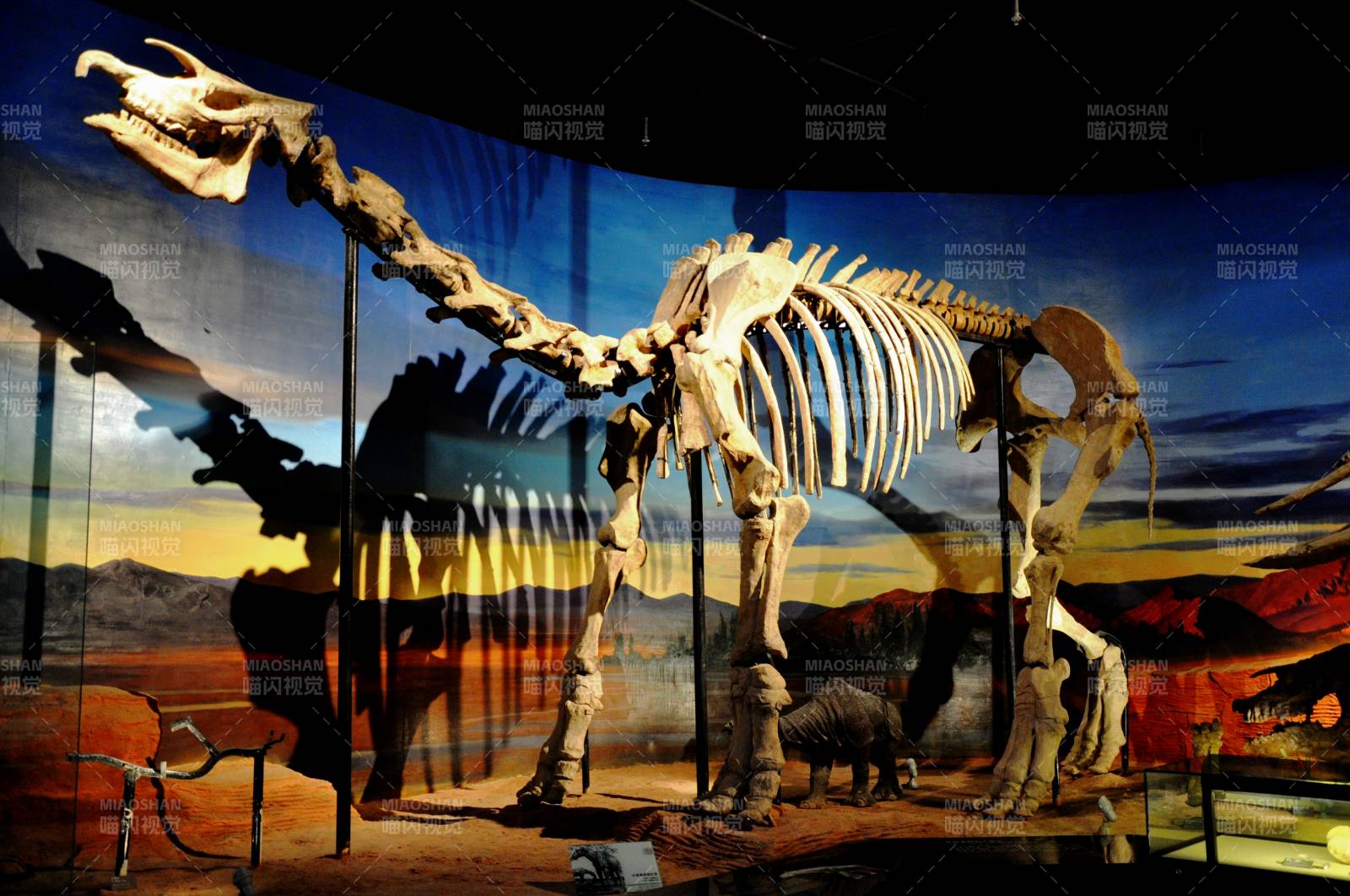 恐龙骨架展图片