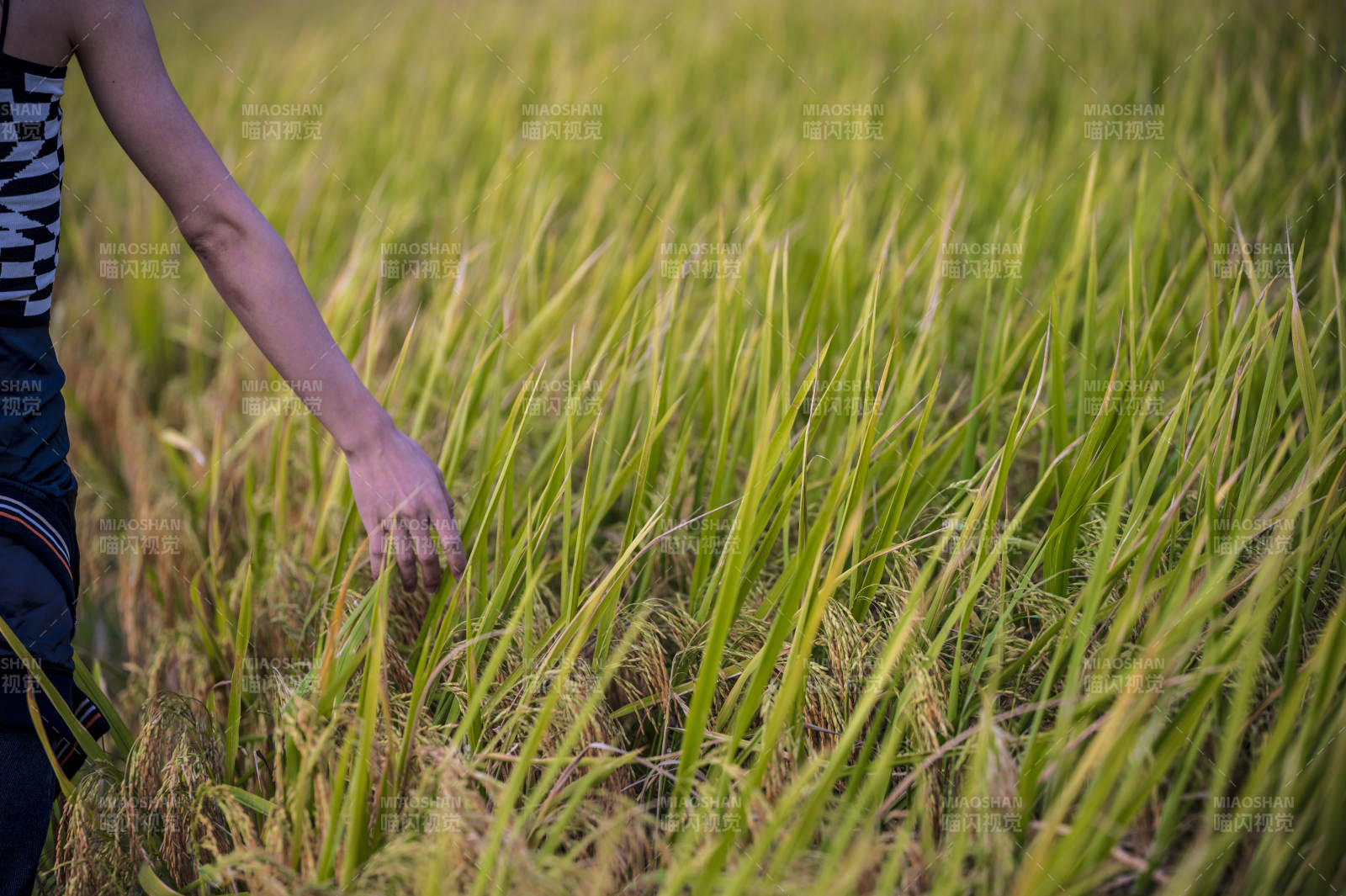 稻田中的手图片