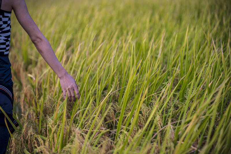 稻田中的手图片