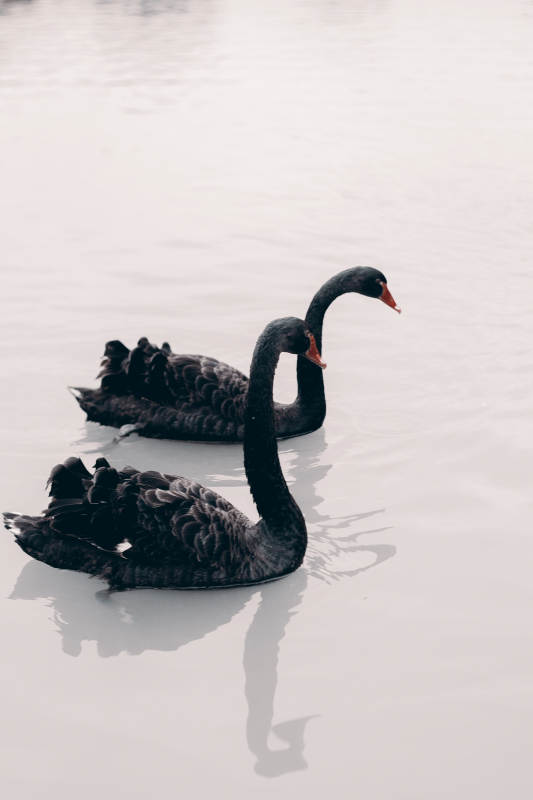 黑天鹅湖上悠游图片