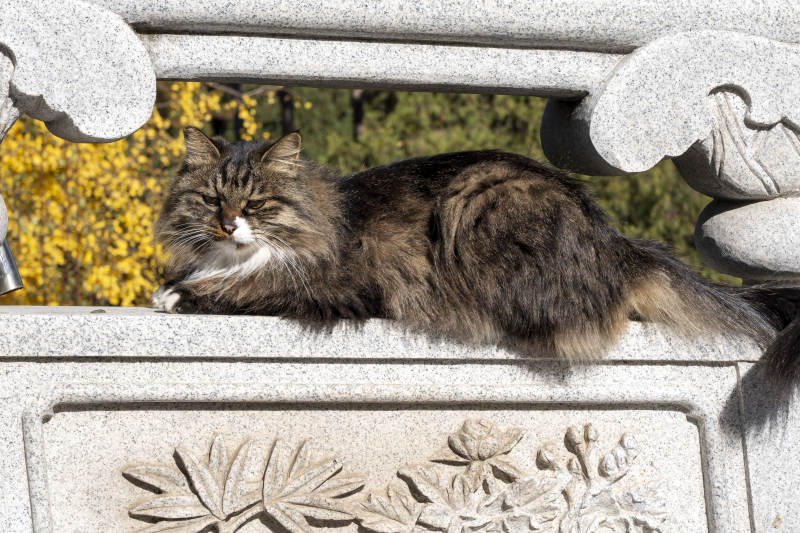 石栏上的慵懒猫图片