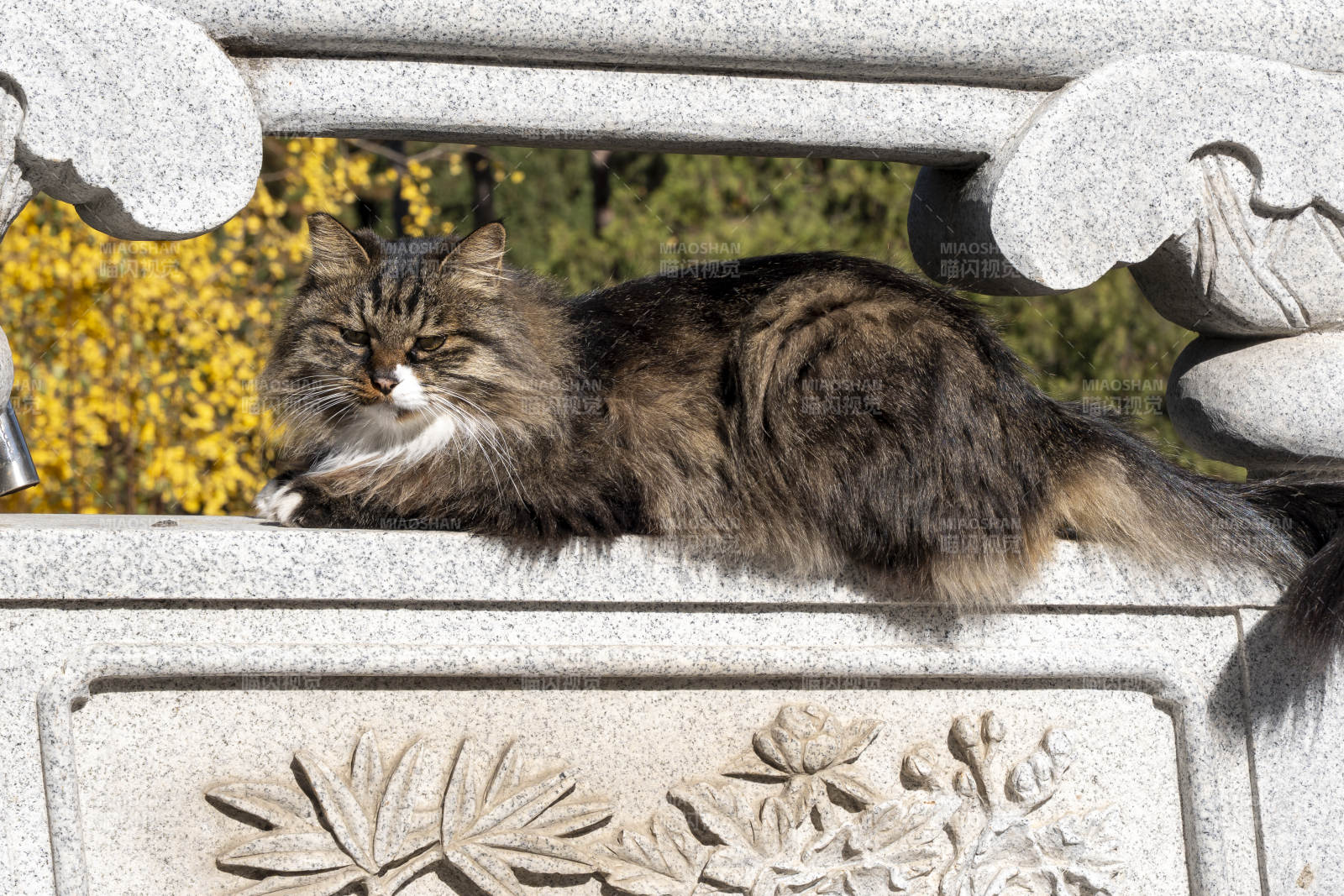 石栏上的慵懒猫图片