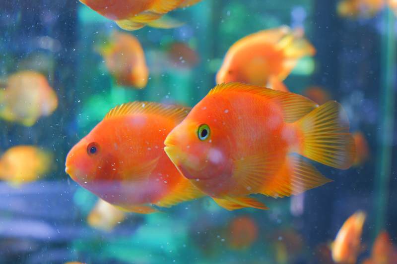 橙色鱼群游动图片