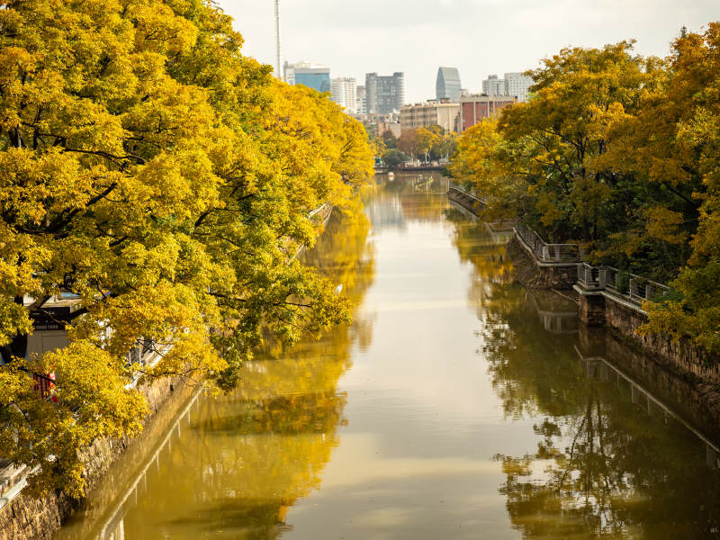 昆明大观河河畔金秋滇朴黄风景图片