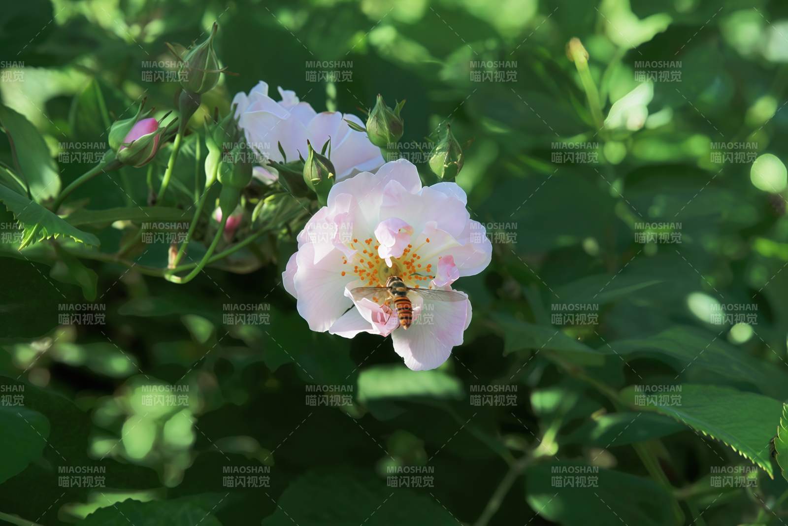 蜂采野玫瑰图片