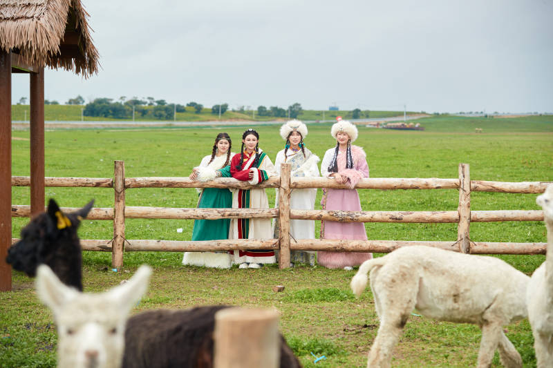 穿藏族服饰的姑娘们在投喂饲养的羊驼图片