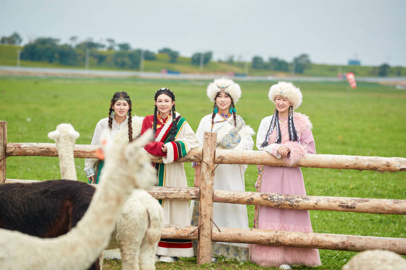 穿藏族服饰的姑娘们在投喂饲养的羊驼图片