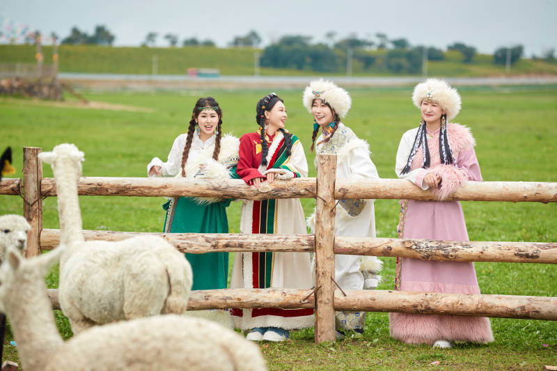 穿藏族服饰的姑娘们在投喂饲养的羊驼图片