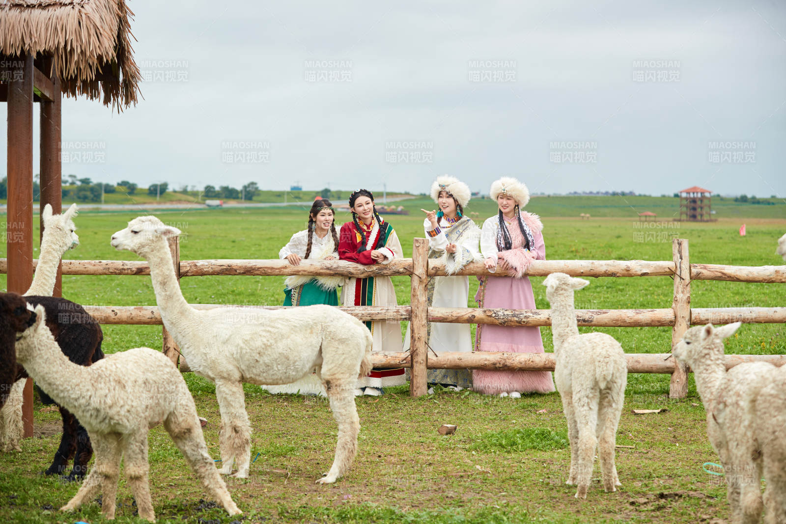 穿藏族服饰的姑娘们在投喂饲养的羊驼图片