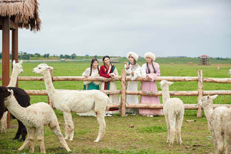 穿藏族服饰的姑娘们在投喂饲养的羊驼图片
