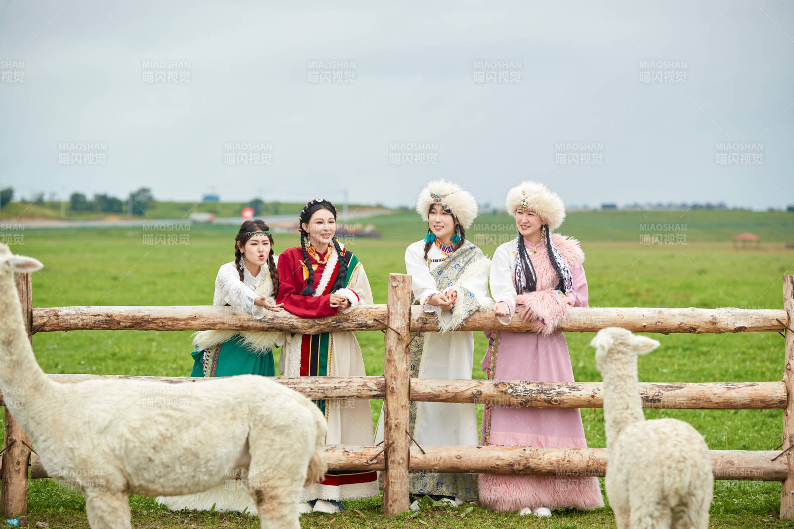 穿藏族服饰的姑娘们在投喂饲养的羊驼图片