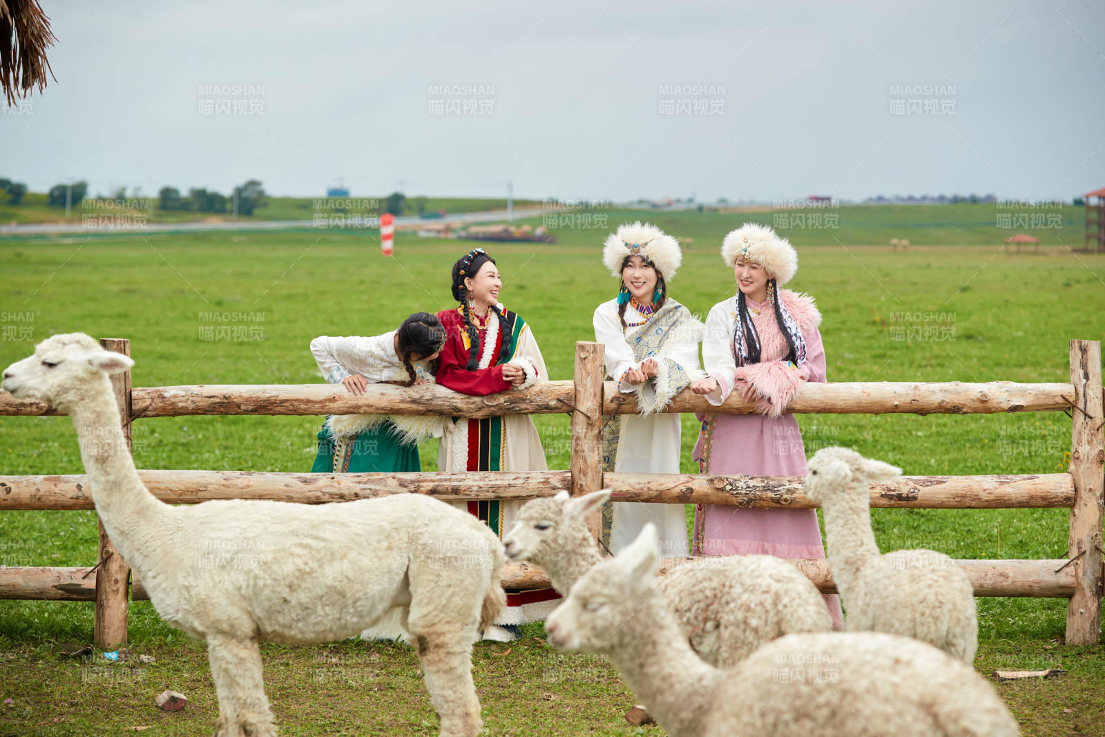 穿藏族服饰的姑娘们在投喂饲养的羊驼图片