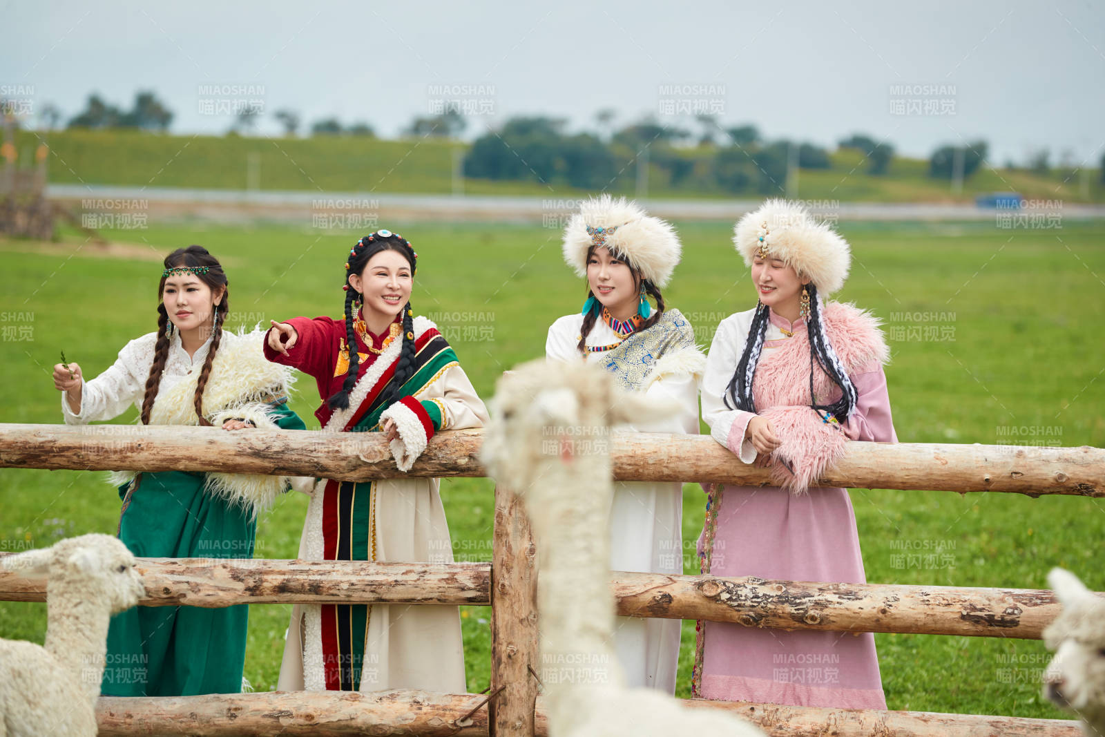 穿藏族服饰的姑娘们在投喂饲养的羊驼图片