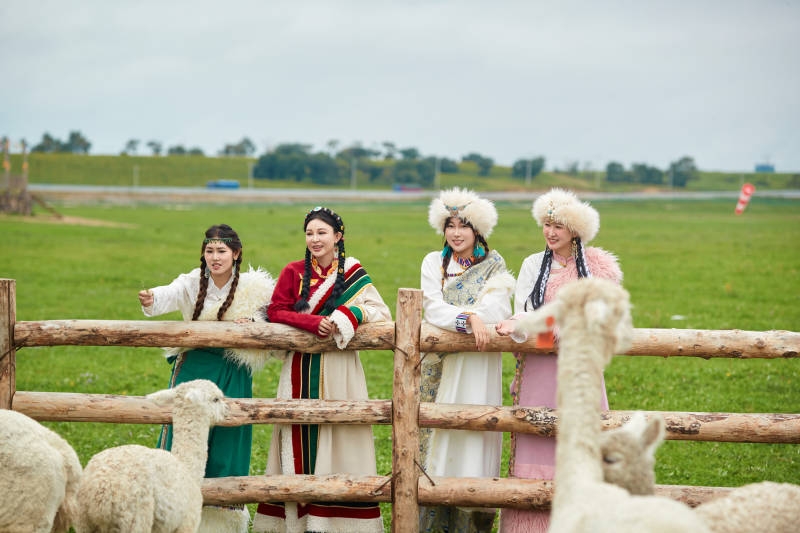 穿藏族服饰的姑娘们在投喂饲养的羊驼图片