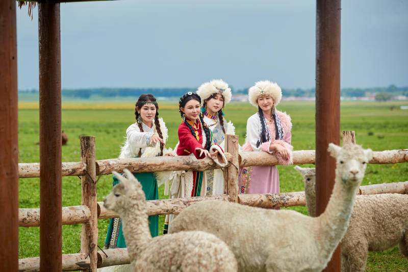穿藏族服饰的姑娘们在投喂饲养的羊驼图片