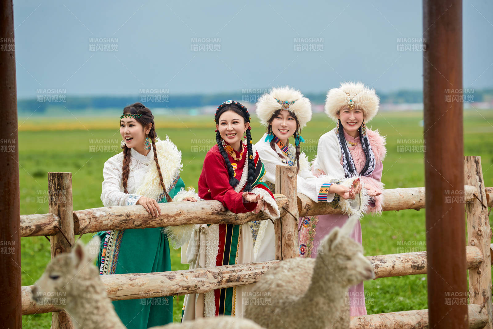 穿藏族服饰的姑娘们在投喂饲养的羊驼图片