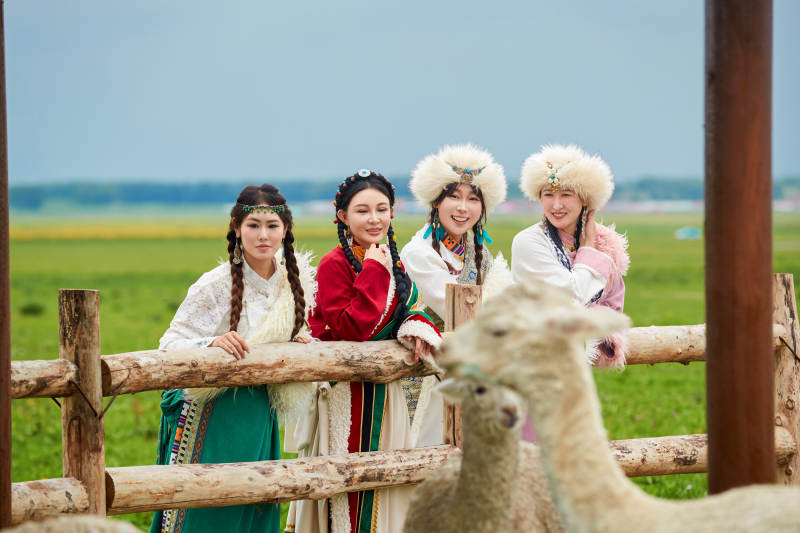 穿藏族服饰的姑娘们在投喂饲养的羊驼图片