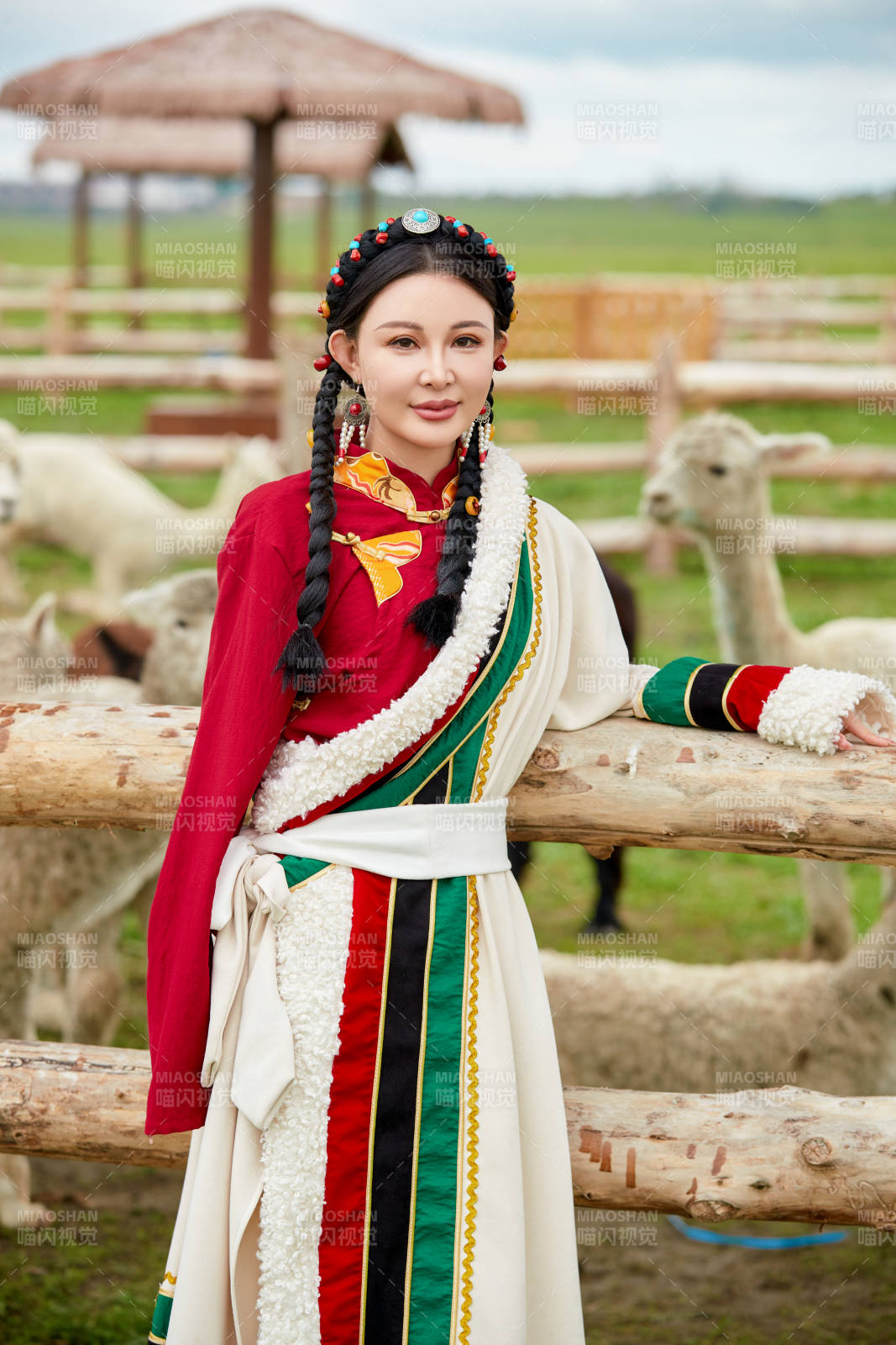 穿藏族服饰的姑娘在羊驼饲养基地拍照图片