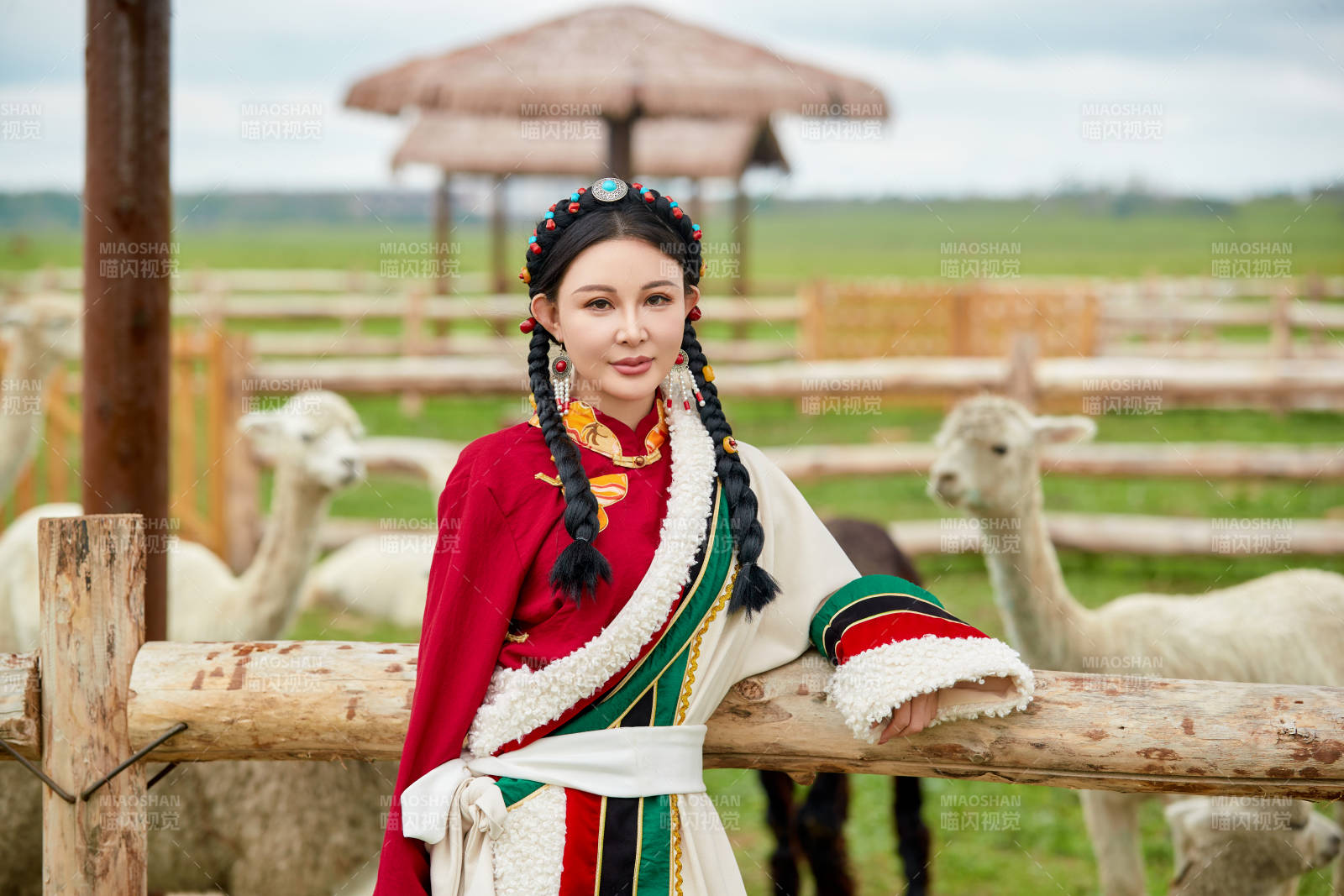穿藏族服饰的姑娘在羊驼饲养基地拍照图片