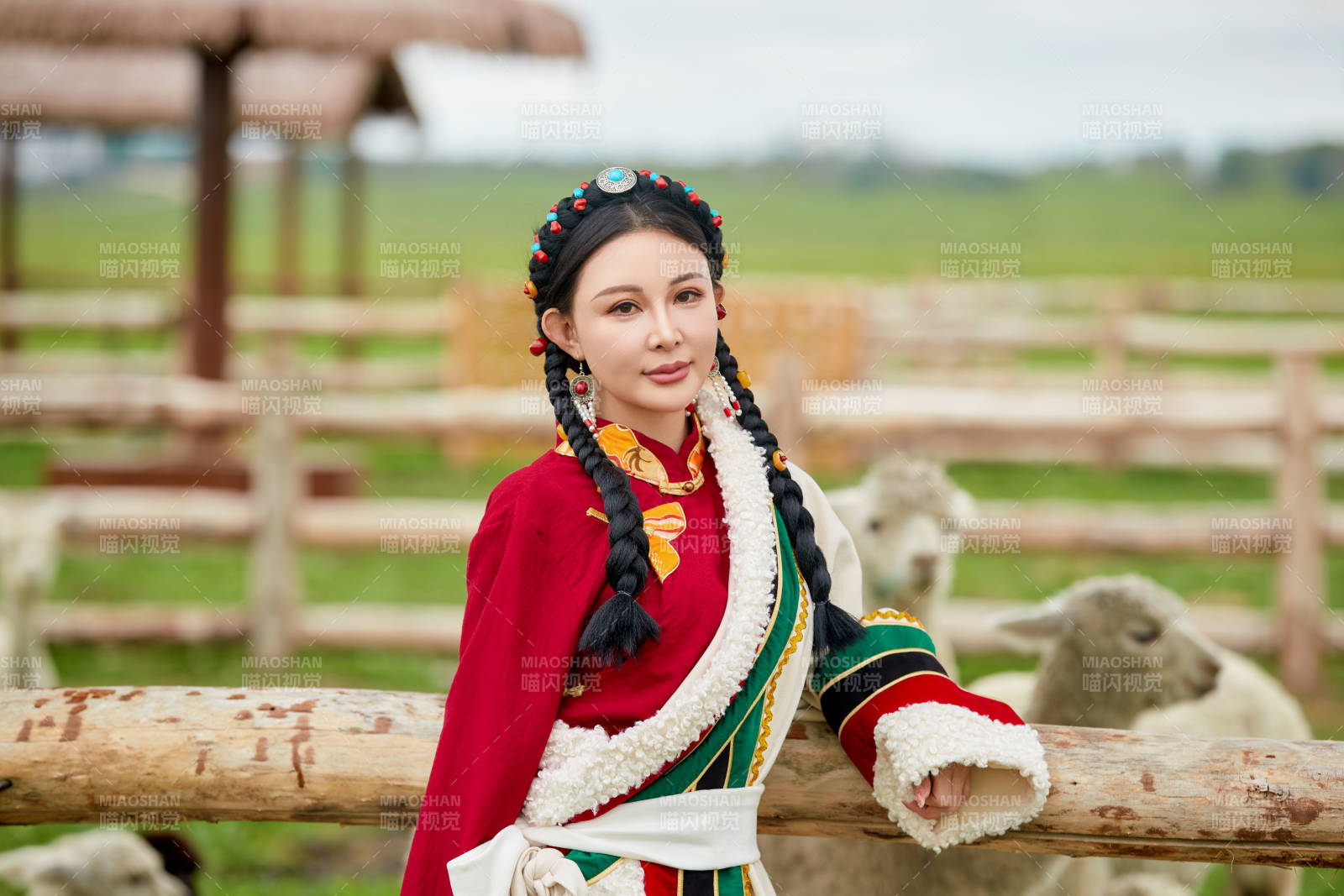 穿藏族服饰的姑娘在羊驼饲养基地拍照图片