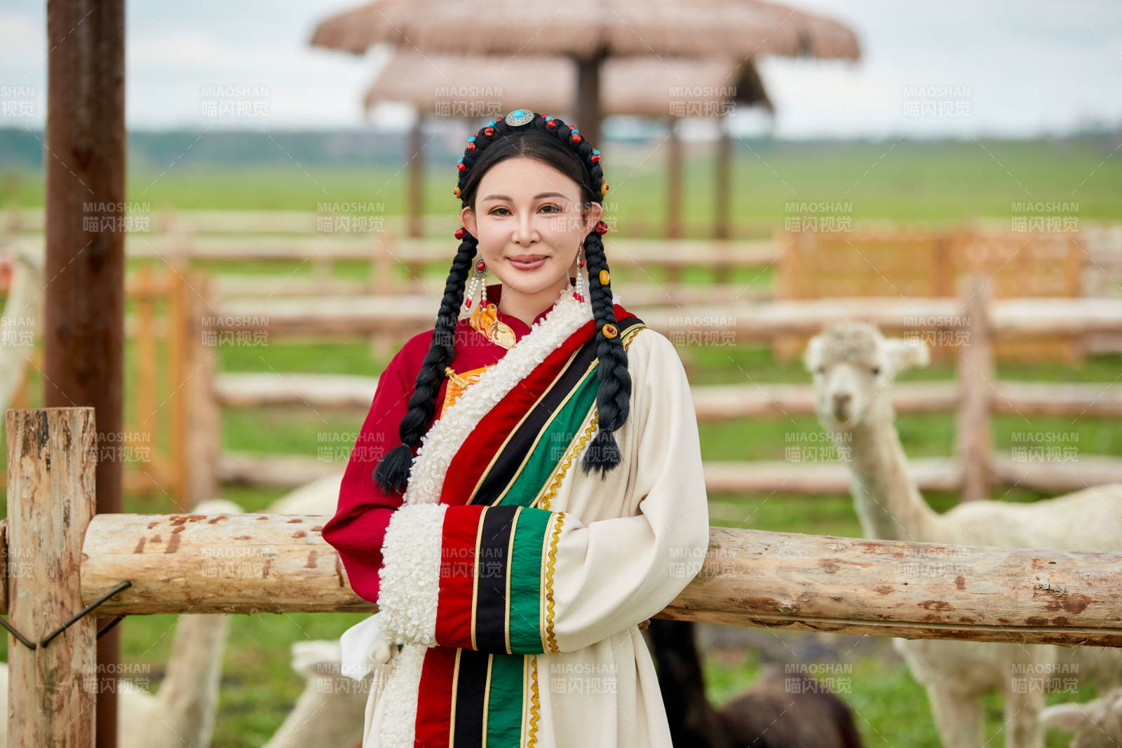 穿藏族服饰的姑娘在羊驼饲养基地拍照图片