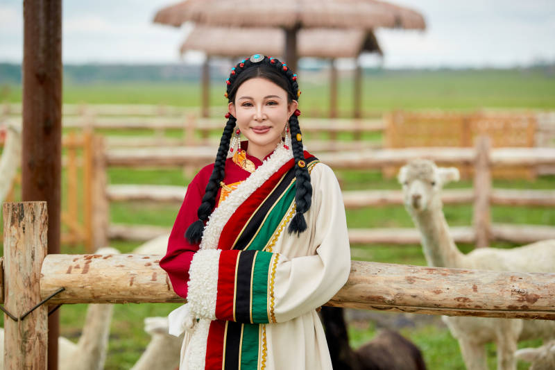 穿藏族服饰的姑娘在羊驼饲养基地拍照图片