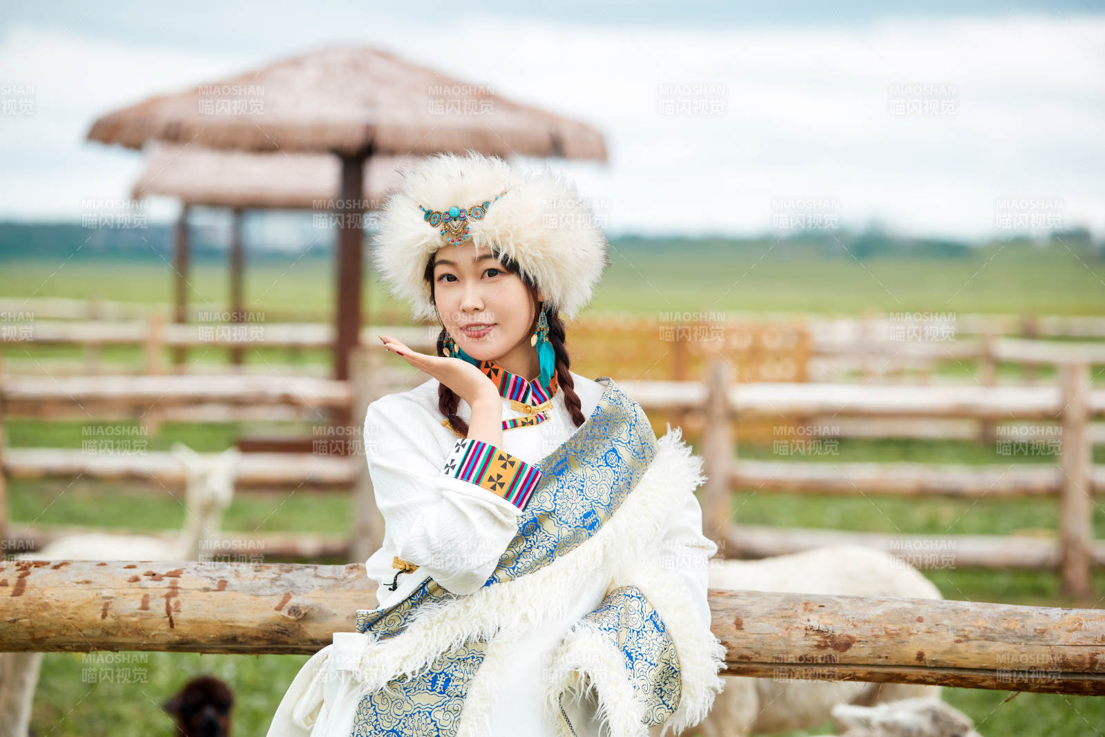 穿藏族服饰的姑娘在羊驼饲养基地拍照图片