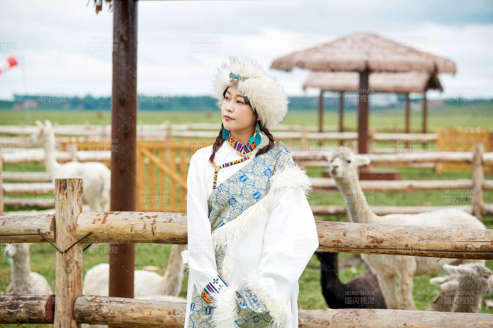 穿藏族服饰的姑娘在羊驼饲养基地拍照图片