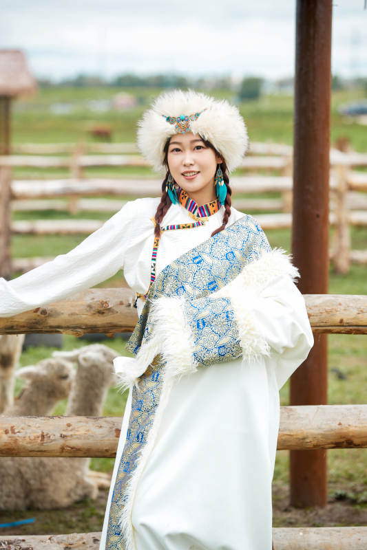 穿藏族服饰的姑娘在羊驼饲养基地拍照图片
