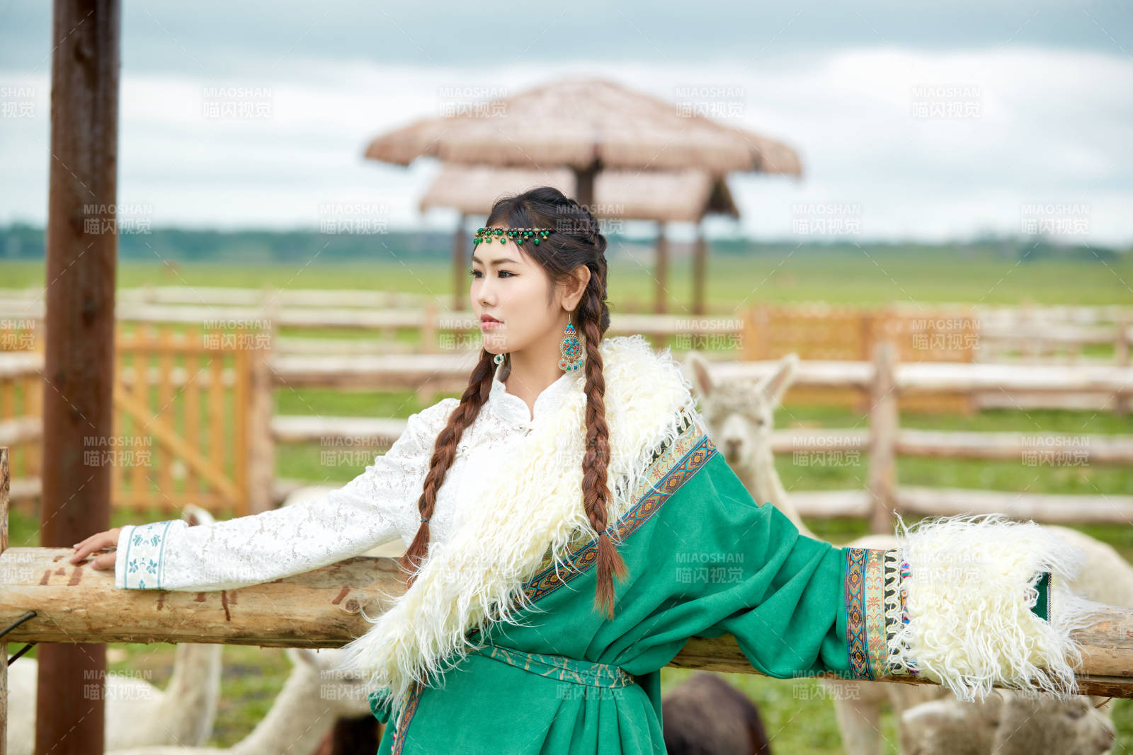 穿藏族服饰的姑娘在羊驼饲养基地拍照图片