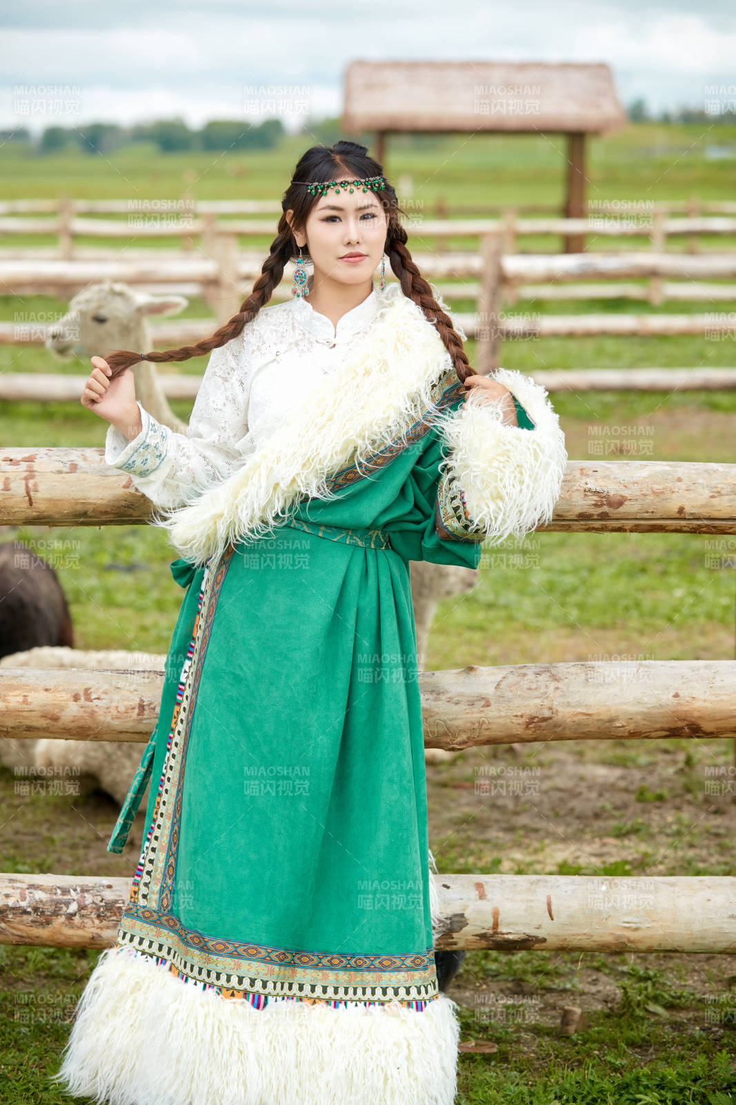 穿藏族服饰的姑娘在羊驼饲养基地拍照图片